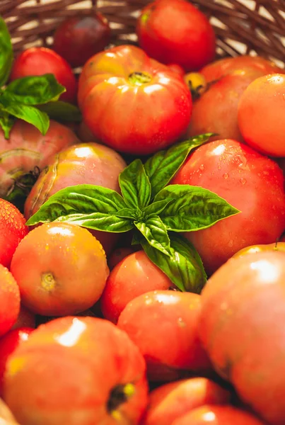 Tomaten vom Bauernhof — Stockfoto