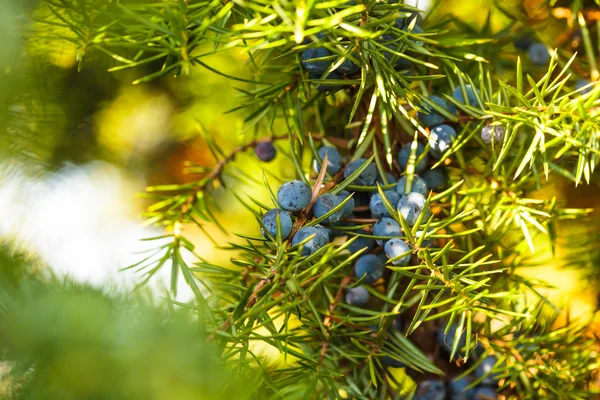 Wacholderbeeren — Stockfoto