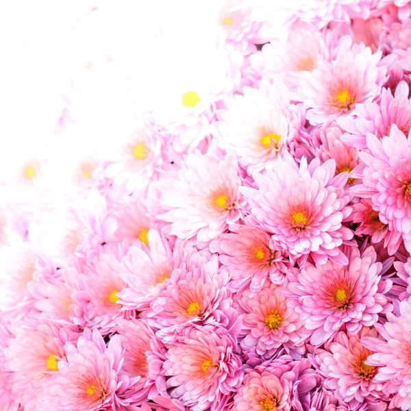 Rosa Chrysantheme — Stockfoto