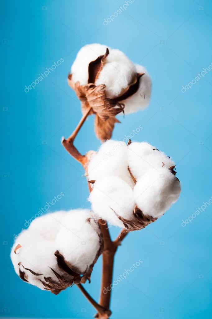 Cotton flower