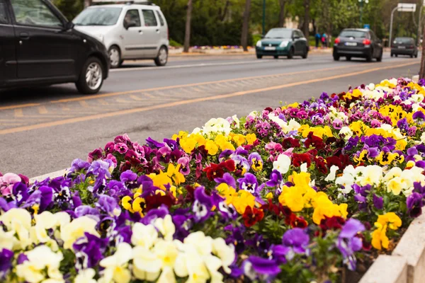 Bloemen langs de weg — Stockfoto