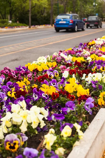 Bloemen langs de weg — Stockfoto