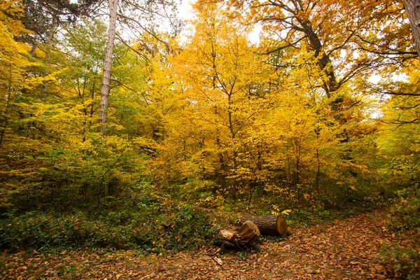 Val bos — Stockfoto