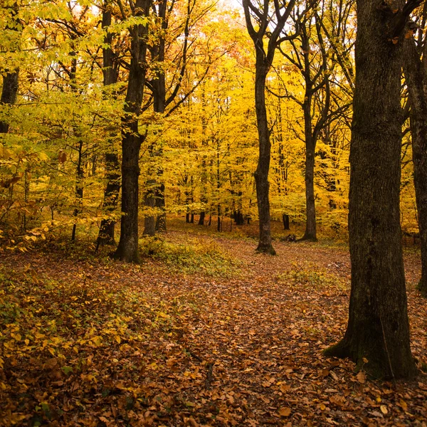 Sonbahar orman — Stok fotoğraf