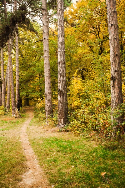 Fall forest — Stock Photo, Image