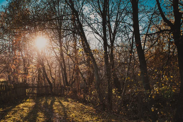 Høstens natur – stockfoto