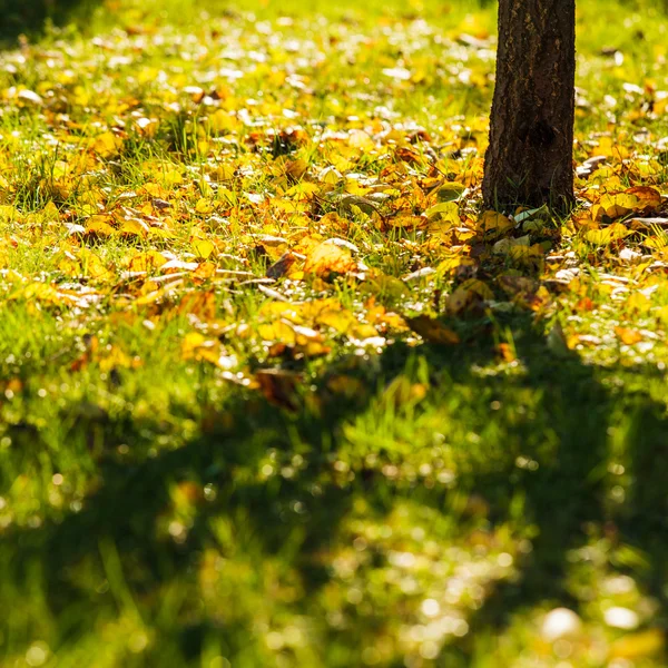 Autumn is time — Stock Photo, Image