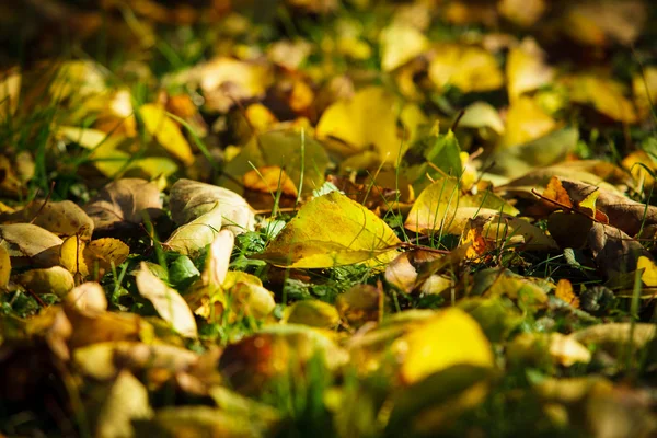 Autumn background — Stock Photo, Image