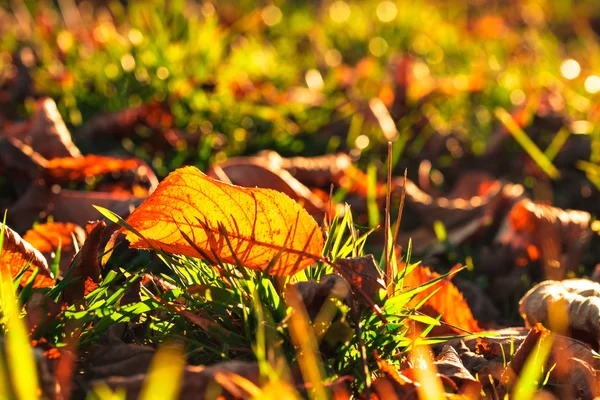 Autumnal leaf — Stock Photo, Image