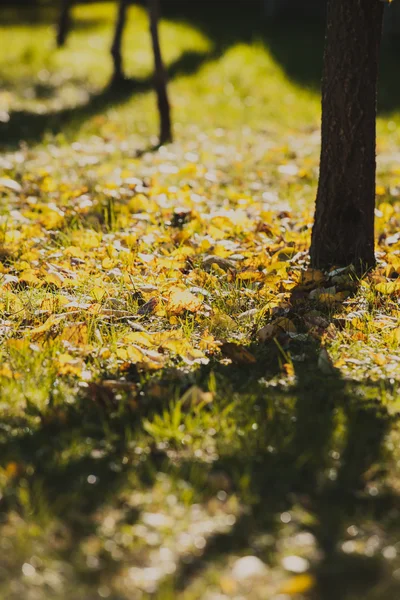 Осень это время — стоковое фото