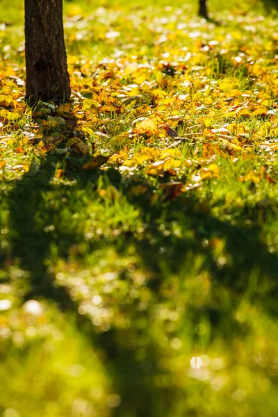 El otoño es tiempo —  Fotos de Stock