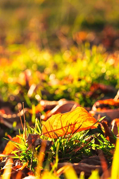 Autumnal leaf — Stock Photo, Image