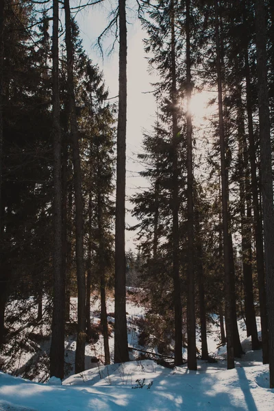 El bosque de invierno — Foto de Stock