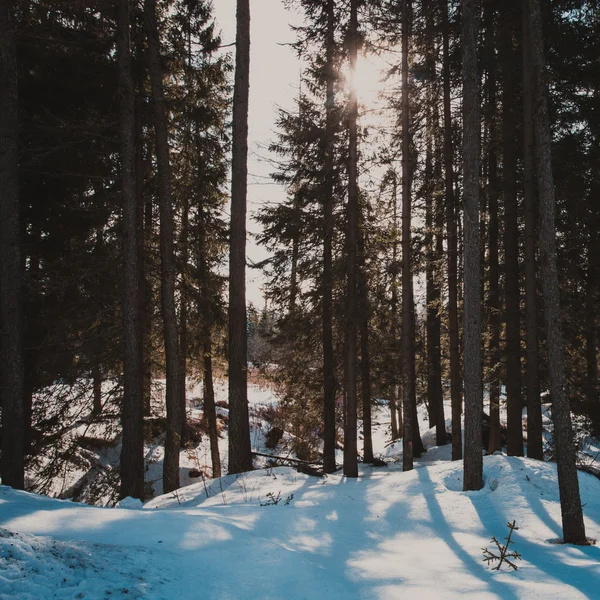 El bosque de invierno — Foto de Stock