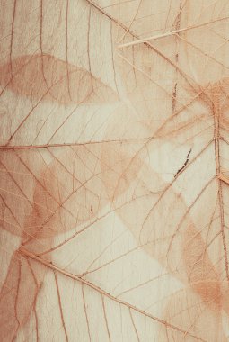 iskelet yaprakları arka plan