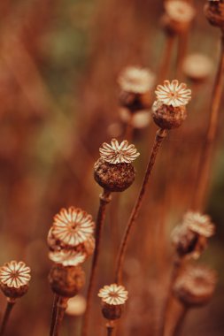 Dry poppy plant clipart