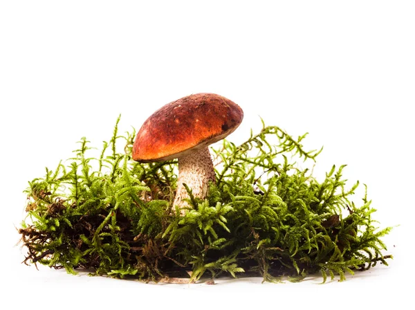 Sinaasappelkapje boletus champignons — Stockfoto