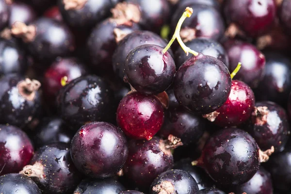 Die schwarze Johannisbeere — Stockfoto