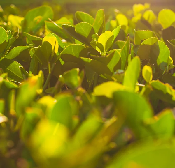 Ültetvény a Teacserje, teafű — Stock Fotó