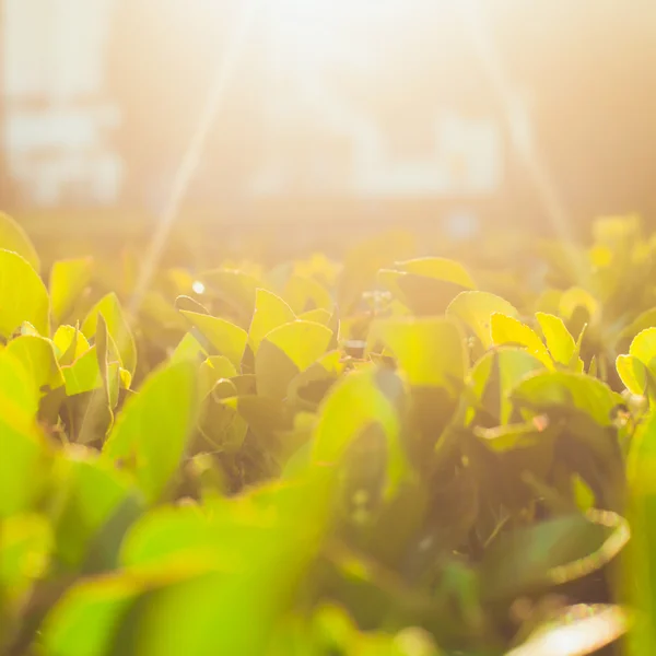 Plantación de arbustos de té —  Fotos de Stock