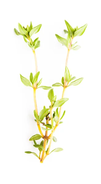 The thyme isolated — Stock Photo, Image