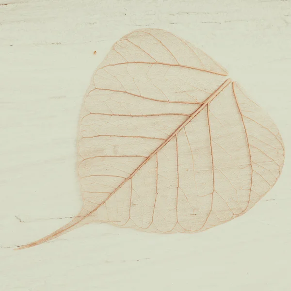 Skeleton leaves background — Stock Photo, Image