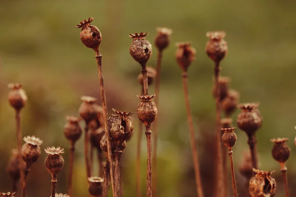 干罂粟植物 — 图库照片