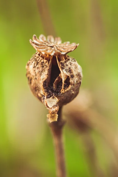 Planta de papoila seca — Fotografia de Stock