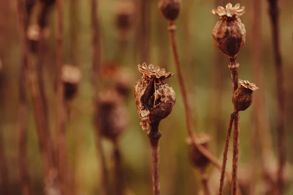 Dry poppy plant — Stock Photo, Image