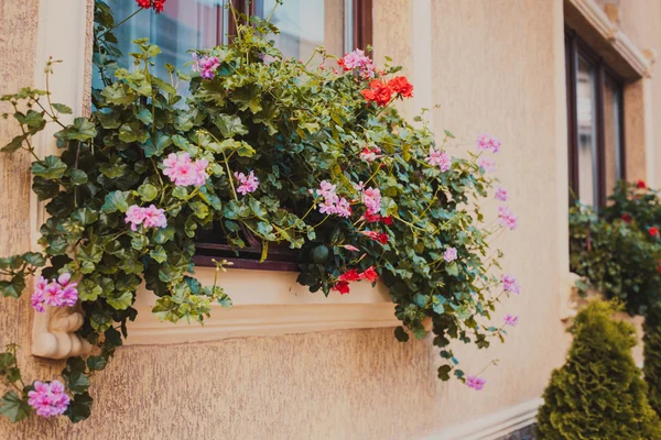 Panelas com pelargonium — Fotografia de Stock