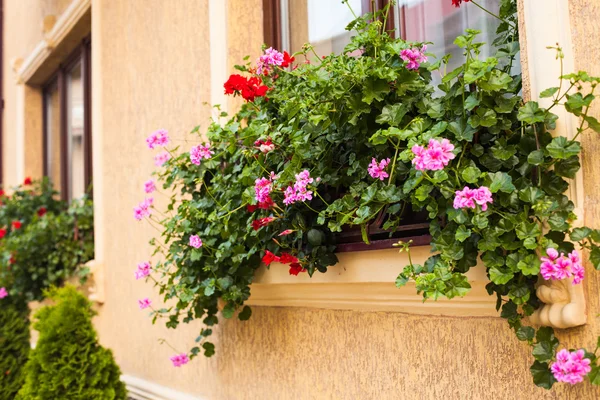 Panelas com pelargonium — Fotografia de Stock