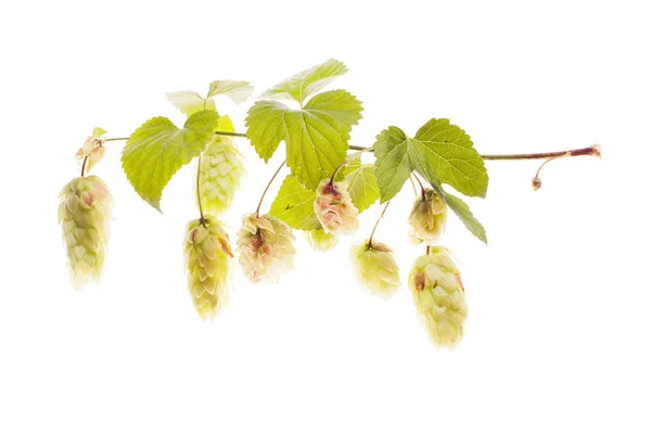 Twig of hops — Stock Photo, Image