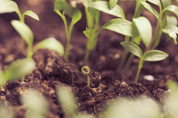 Macro seeds growing — Stock Photo, Image