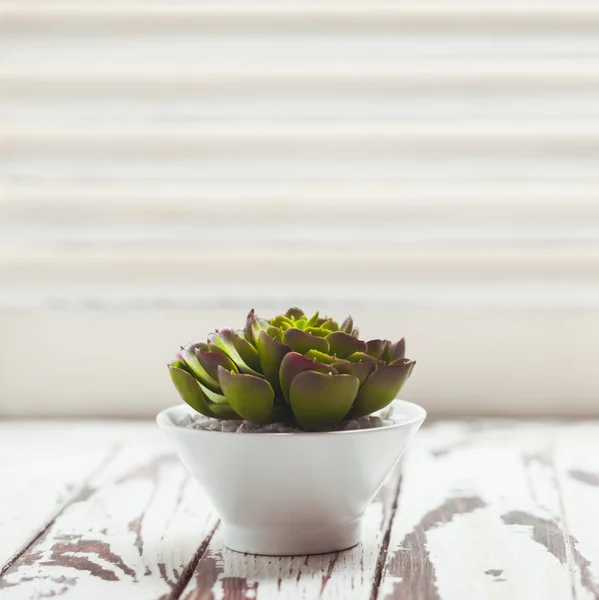 Succulent comme un décor de maison — Photo