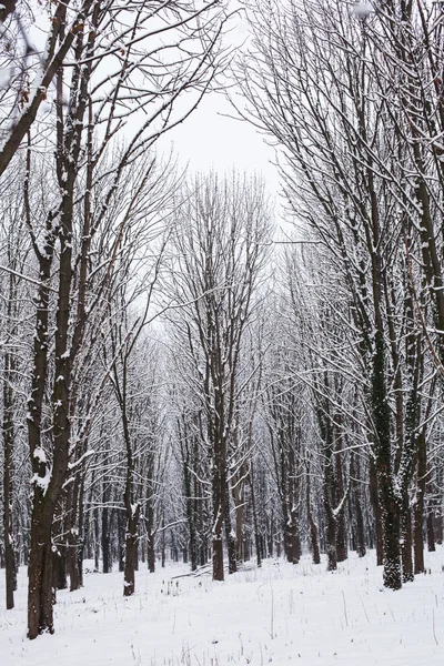 Het winter forest — Stockfoto