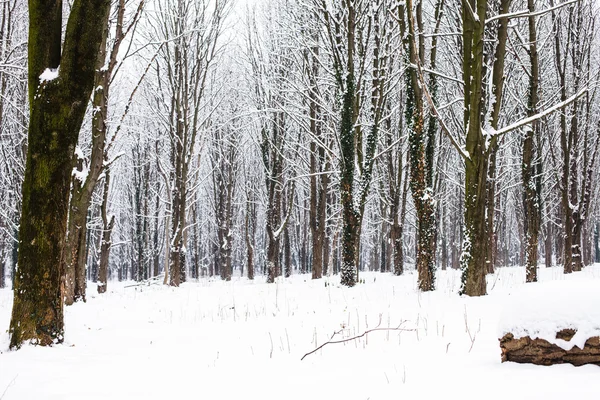 W lesie zimą — Zdjęcie stockowe