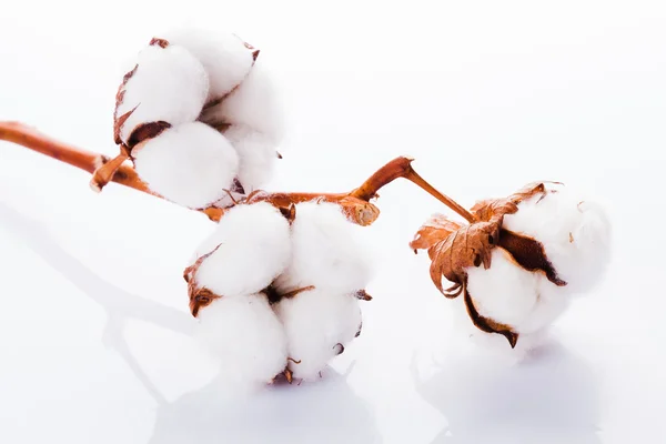 Cotton organic textile — Stock Photo, Image