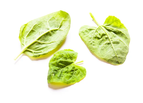 Spinach leaves isolated — Stock Photo, Image