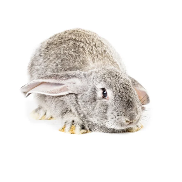 Coelho cinzento bonito — Fotografia de Stock