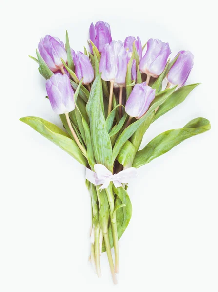 孤立的淡紫色郁金香 — 图库照片