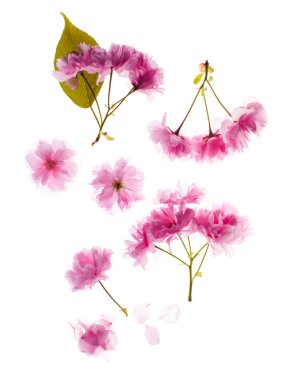 Sakura çiçek ayrıntıları