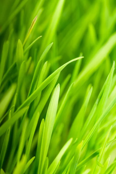 Зеленій траві — стокове фото