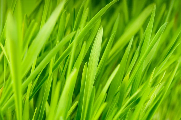 La hierba verde — Foto de Stock