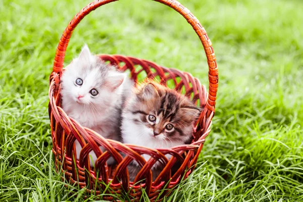 Kittens in the basket — Stock Photo, Image