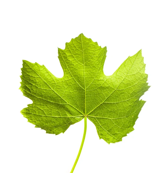 The Grape leaves — Stock Photo, Image