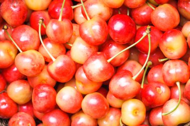 Sarı kiraz arka plan