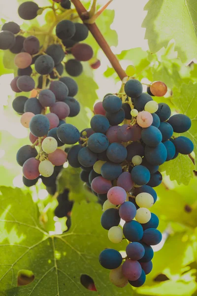 Grapevine Bushe — Stock fotografie