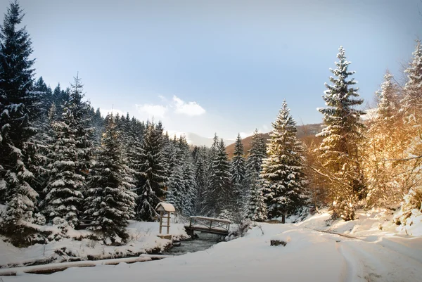 Forêt hivernale de sapins — Photo