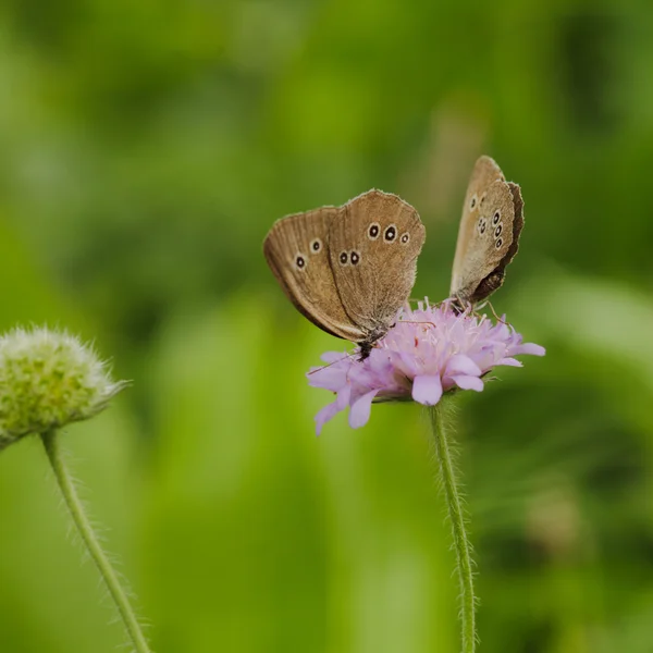 Duas borboletas em flor — Fotografia de Stock