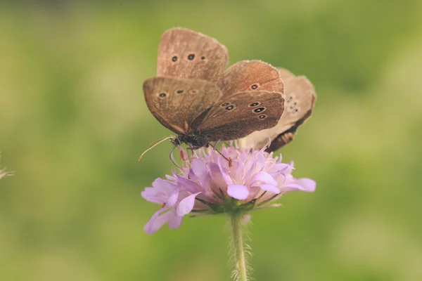 Duas borboletas em flor — Fotografia de Stock
